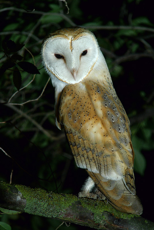 Barbagianni in Digiscoping